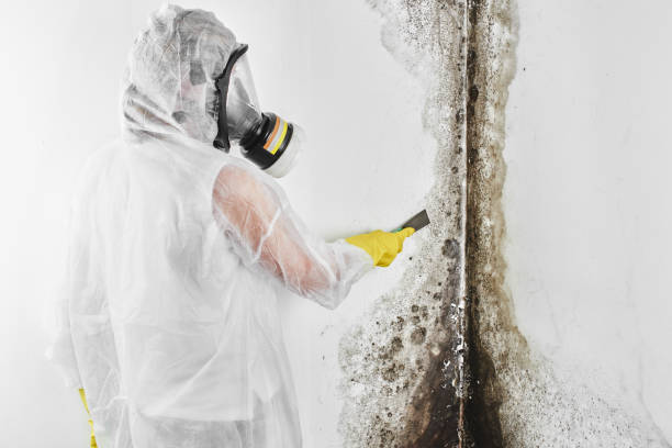 Best DIY Mold Remediation Support Services in Booneville, AR