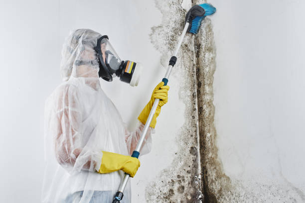 Best Emergency Mold Remediation in Booneville, AR