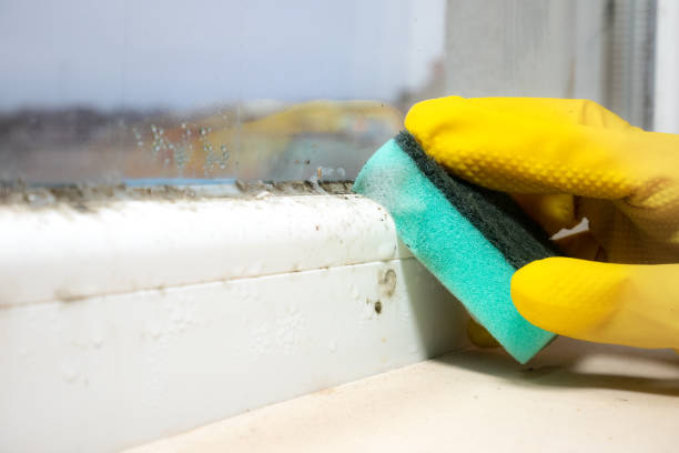 Best Residential Mold Remediation in Booneville, AR