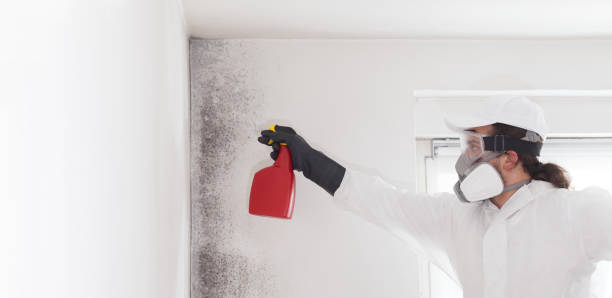 Best Kitchen Mold Remediation in Booneville, AR