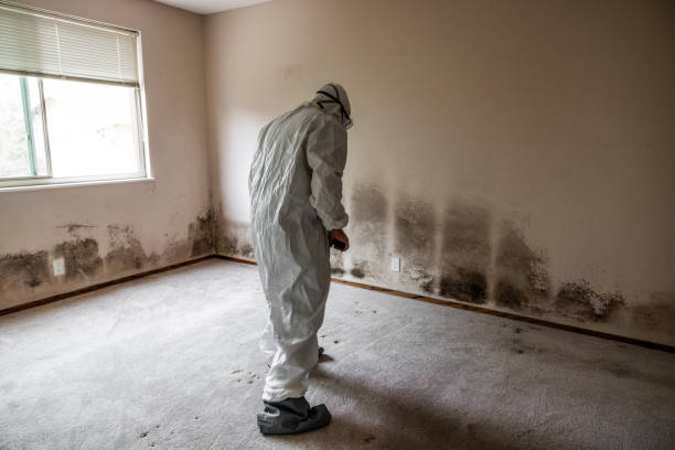 Best Crawl Space Mold Remediation in Booneville, AR