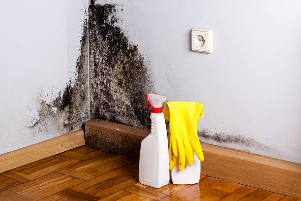 Best Basement Mold Remediation in Booneville, AR