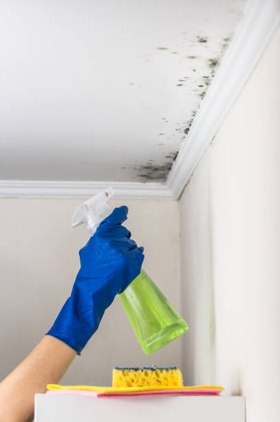 Best Health and Safety Mold Remediation in Booneville, AR